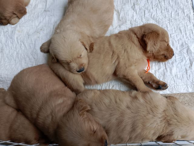 โกลเด้นแท้ รูปที่ 3