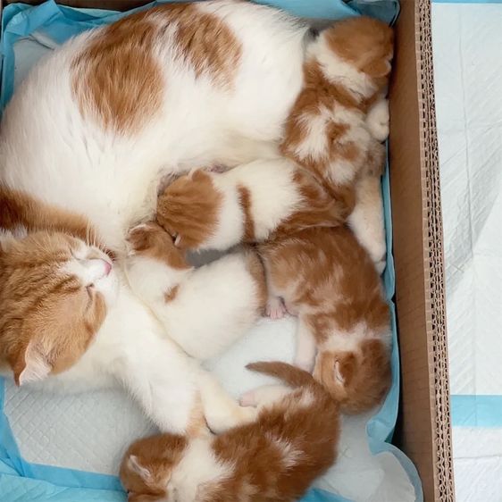 ลูกแมว 2 เดือน รูปที่ 4