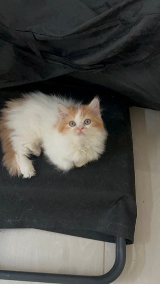 ลูกแมว 2 เดือน รูปที่ 2