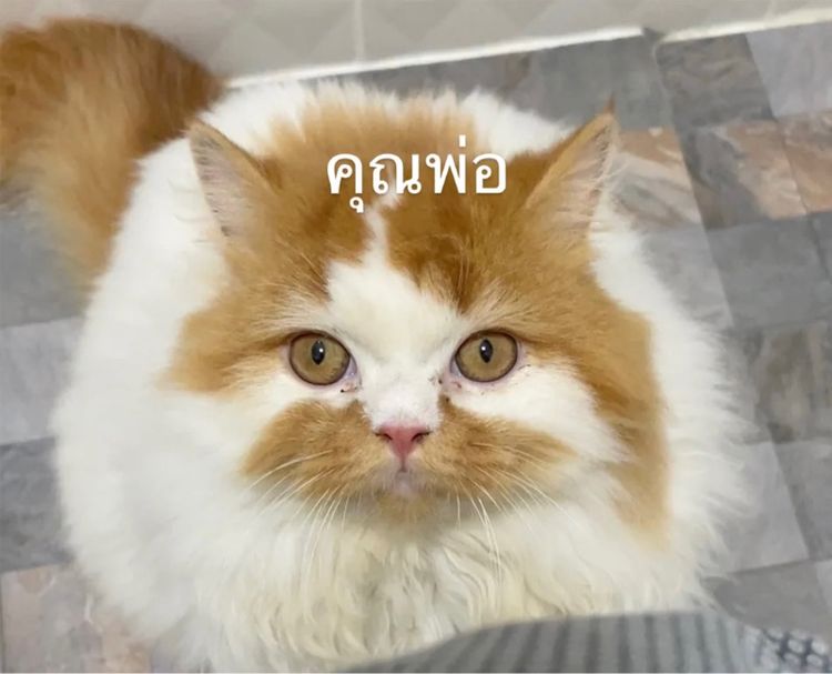 ลูกแมว 2 เดือน รูปที่ 6