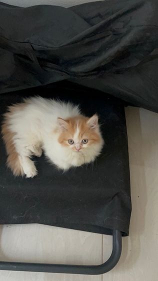 ลูกแมว 2 เดือน รูปที่ 3