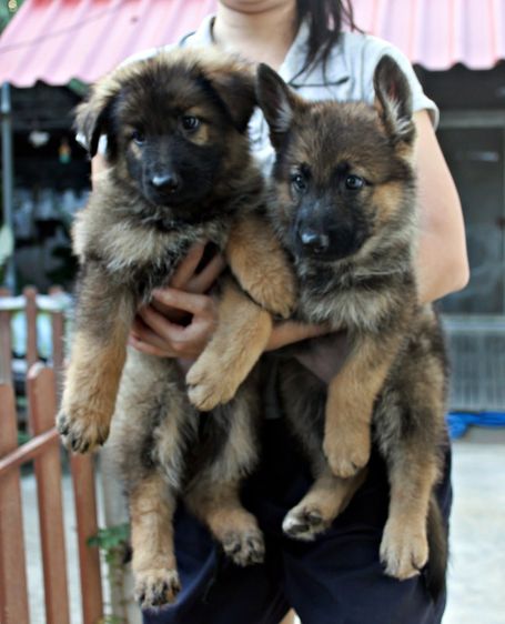 ลูกสุนัขเยอรมันเชพเพิร์ด พันธุ์แท้จากฟาร์ม ผู้ 1 เมีย 3 รูปที่ 3