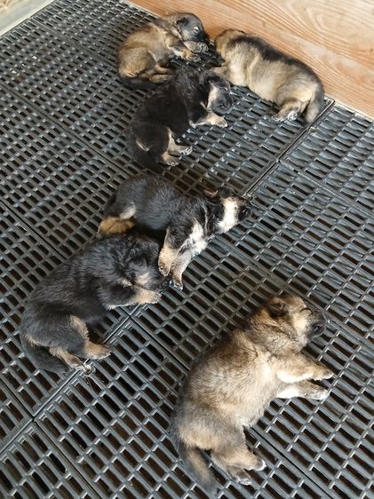 ลูกสุนัขเยอรมันเชพเพิร์ด พันธุ์แท้จากฟาร์ม ผู้ 1 เมีย 3 รูปที่ 10