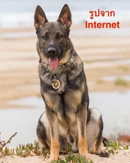ลูกสุนัขเยอรมันเชพเพิร์ด พันธุ์แท้จากฟาร์ม ผู้ 1 เมีย 3 รูปที่ 9