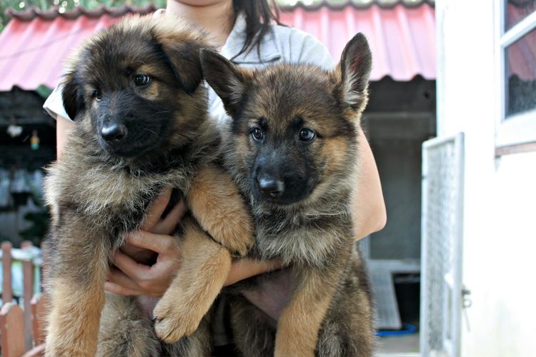 ลูกหมาเยอรมันเชพเพิร์ด พันธุ์แท้ มีทั้งผู้และเมีย รูปที่ 6