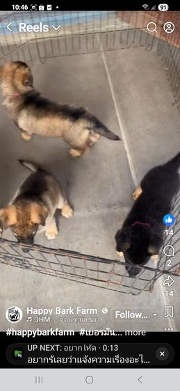 ลูกหมาเยอรมันเชพเพิร์ด พันธุ์แท้ มีทั้งผู้และเมีย รูปที่ 3