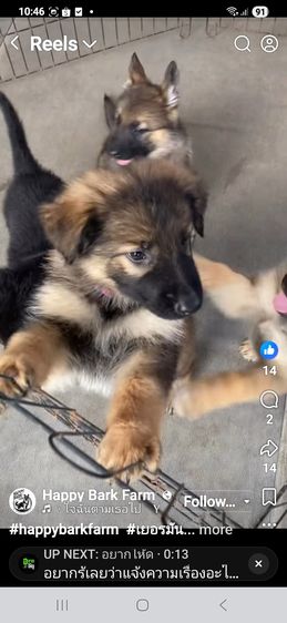 ลูกหมาเยอรมันเชพเพิร์ด พันธุ์แท้ มีทั้งผู้และเมีย