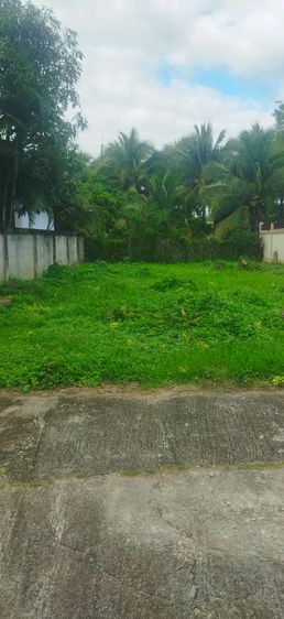 ที่ดินเชียงใหม่ ทำเลดี แถวหางดง สันผักหวาน