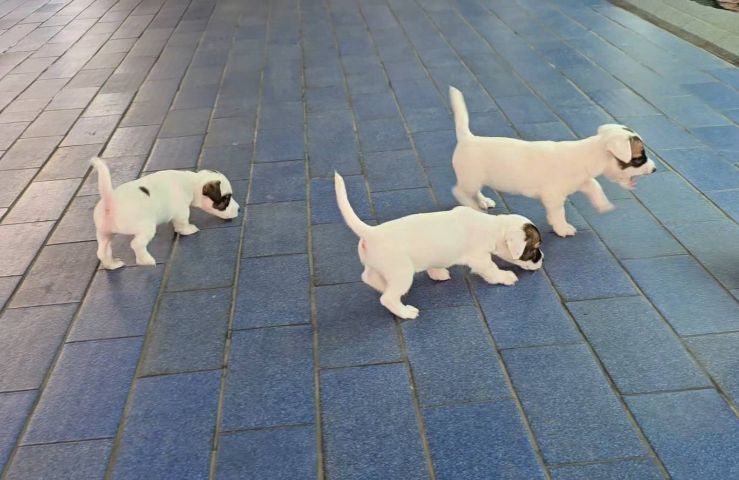 ลูกสุนัขแจ็ค รัสเซลล์สายพันธุ์แท้ เพศผู้คือเบอร์ 1 และเบอร์ 2 เบอร์ 3 เป็นเพศเมียครับ รูปที่ 3