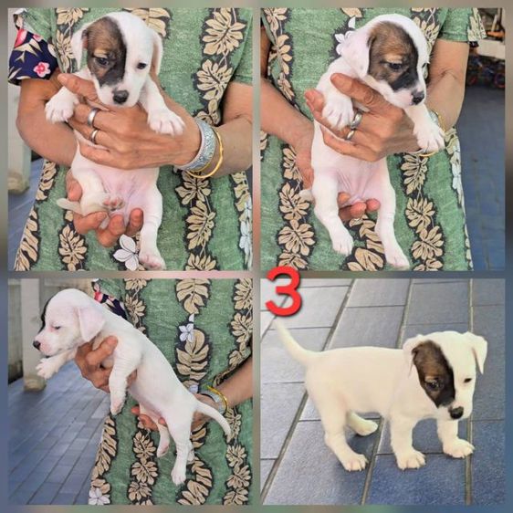 ลูกสุนัขแจ็ค รัสเซลล์สายพันธุ์แท้ เพศผู้คือเบอร์ 1 และเบอร์ 2 เบอร์ 3 เป็นเพศเมียครับ รูปที่ 7