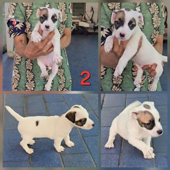 ลูกสุนัขแจ็ค รัสเซลล์สายพันธุ์แท้ เพศผู้คือเบอร์ 1 และเบอร์ 2 เบอร์ 3 เป็นเพศเมียครับ รูปที่ 6