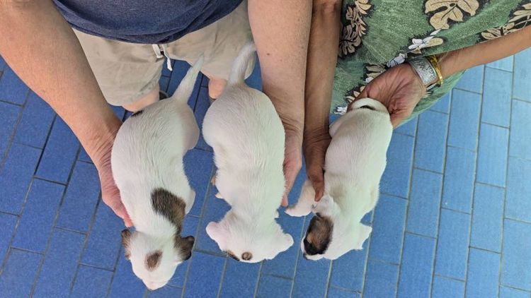 ลูกสุนัขแจ็ค รัสเซลล์สายพันธุ์แท้ เพศผู้คือเบอร์ 1 และเบอร์ 2 เบอร์ 3 เป็นเพศเมียครับ รูปที่ 2