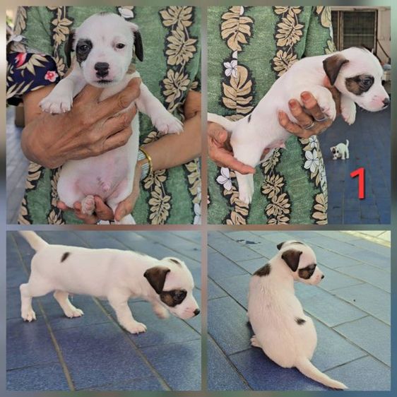 ลูกสุนัขแจ็ค รัสเซลล์สายพันธุ์แท้ เพศผู้คือเบอร์ 1 และเบอร์ 2 เบอร์ 3 เป็นเพศเมียครับ รูปที่ 5