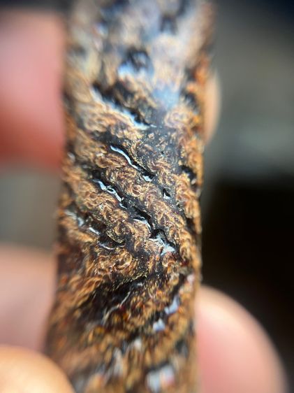 เปิดตะกรุดจระเข้ขบฟันยาว 3.8 นิ้วไม่ทราบที่ (มีสินค้าหลายรายการกดเข้ามาดูในโปรไฟล์ได้เลยครับ) รูปที่ 8