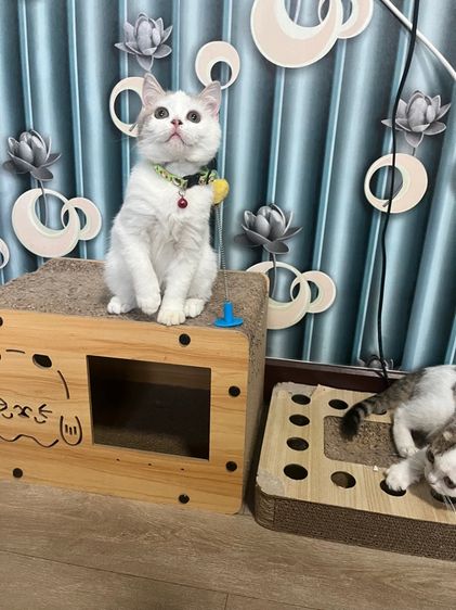 สก็อตติชแท้ รูปที่ 9