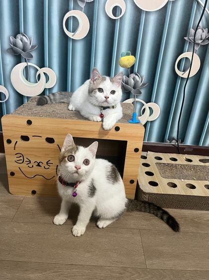 สก็อตติชแท้ รูปที่ 6