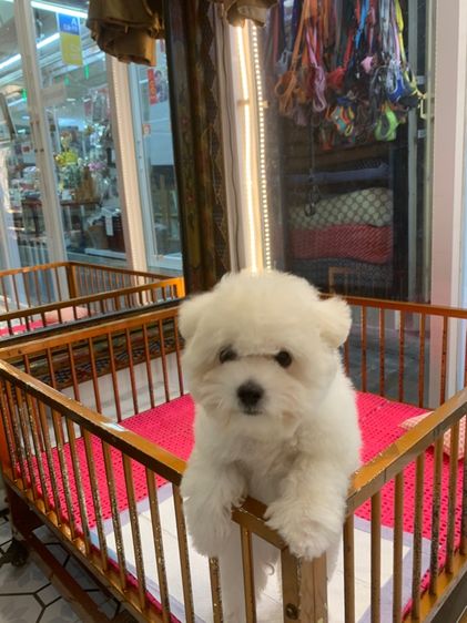 บิชอง พรีเซ่ รูปที่ 6