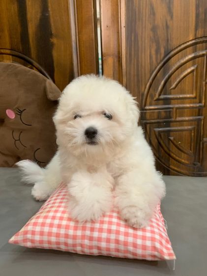 บิชอง พรีเซ่ รูปที่ 4