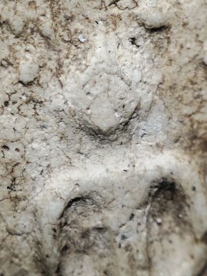 พระสมเด็จปรกโพธิ์เนื้อสวยเก่าครับ รูปที่ 4