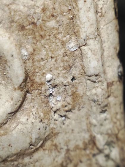 พระสมเด็จปรกโพธิ์เนื้อสวยเก่าครับ รูปที่ 6