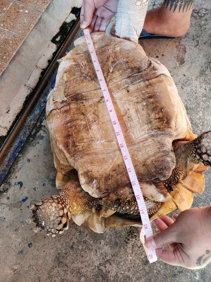 ขายเต่าซูคาต้าขนาด 18 นิ้วตัวใหญ่ตัวผู้ครับ รูปที่ 3