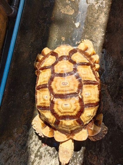 ขายเต่าซูคาต้าขนาด 18 นิ้วตัวใหญ่ตัวผู้ครับ รูปที่ 2