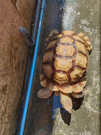 ขายเต่าซูคาต้าขนาด 18 นิ้วตัวใหญ่ตัวผู้ครับ รูปที่ 4