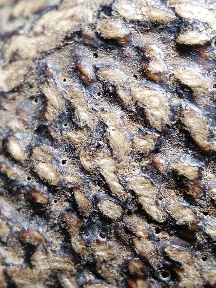 เบี้ยแก้ถักเชือกลงรักเก่าจัดมันส์ๆครับ รูปที่ 6