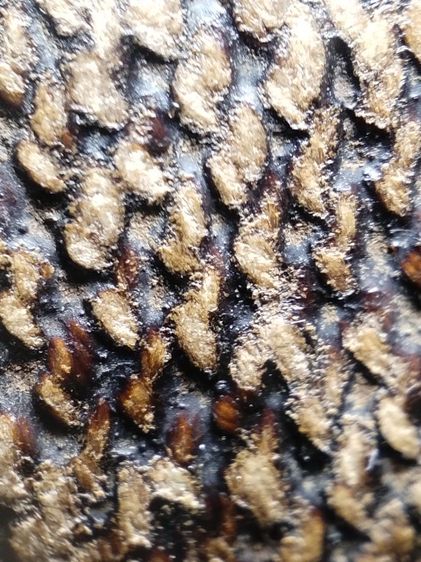 เบี้ยแก้ถักเชือกลงรักเก่าจัดมันส์ๆครับ รูปที่ 15