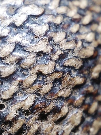 เบี้ยแก้ถักเชือกลงรักเก่าจัดมันส์ๆครับ รูปที่ 9