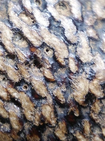 เบี้ยแก้ถักเชือกลงรักเก่าจัดมันส์ๆครับ รูปที่ 17