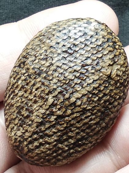 เบี้ยแก้ถักเชือกลงรักเก่าจัดมันส์ๆครับ รูปที่ 3