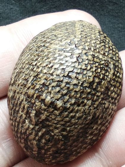 เบี้ยแก้ถักเชือกลงรักเก่าจัดมันส์ๆครับ รูปที่ 10