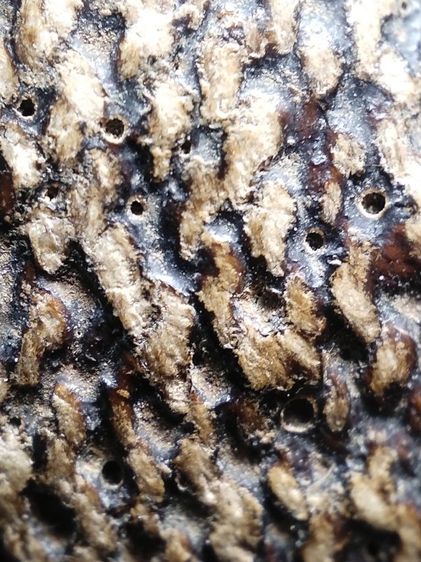 เบี้ยแก้ถักเชือกลงรักเก่าจัดมันส์ๆครับ รูปที่ 8