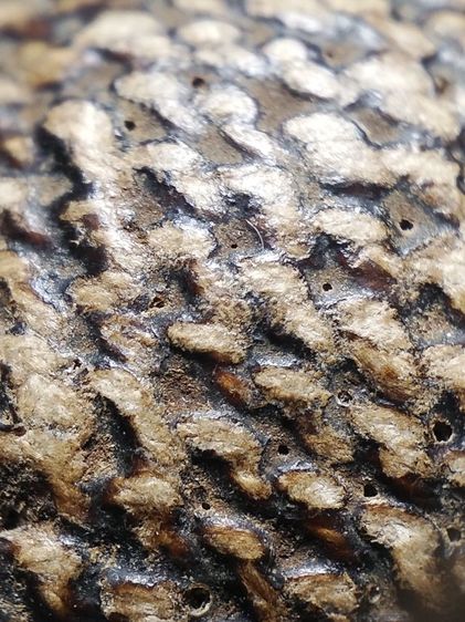 เบี้ยแก้ถักเชือกลงรักเก่าจัดมันส์ๆครับ รูปที่ 7