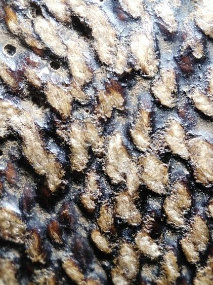 เบี้ยแก้ถักเชือกลงรักเก่าจัดมันส์ๆครับ รูปที่ 14