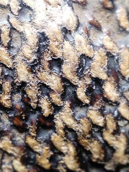 เบี้ยแก้ถักเชือกลงรักเก่าจัดมันส์ๆครับ รูปที่ 16