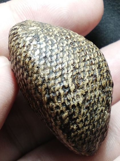 เบี้ยแก้ถักเชือกลงรักเก่าจัดมันส์ๆครับ รูปที่ 2