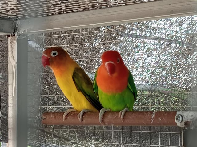 เหมาะ พ่อแม่3คู่ ลูก2ตัว  รูปที่ 2