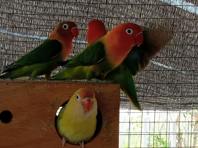 เหมาะ พ่อแม่3คู่ ลูก2ตัว  รูปที่ 5