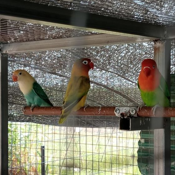 เหมาะ พ่อแม่3คู่ ลูก2ตัว  รูปที่ 3