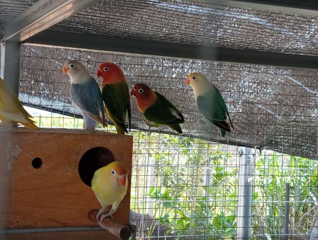 เหมาะ พ่อแม่3คู่ ลูก2ตัว  รูปที่ 4