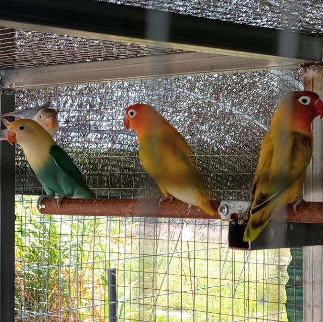 เหมาะ พ่อแม่3คู่ ลูก2ตัว  รูปที่ 6