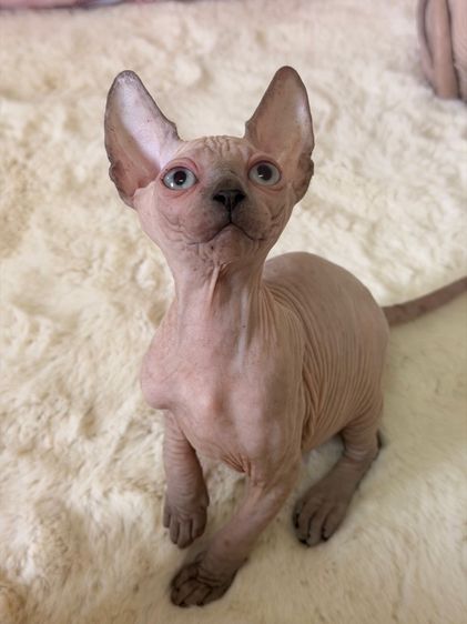 แมวสฟิงซ์  รูปที่ 2