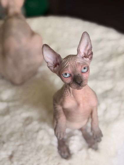 แมวสฟิงซ์  รูปที่ 4