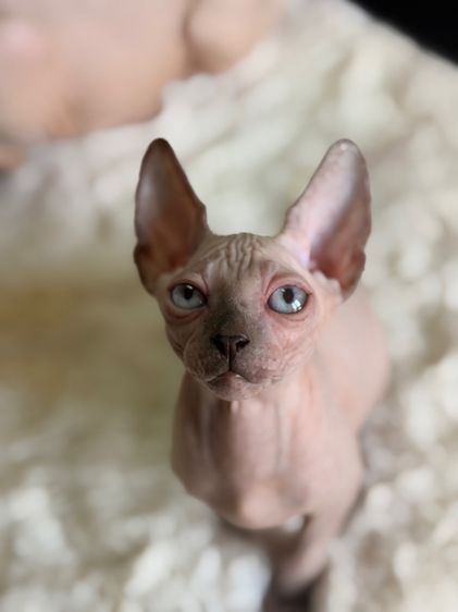 แมวสฟิงซ์  รูปที่ 3