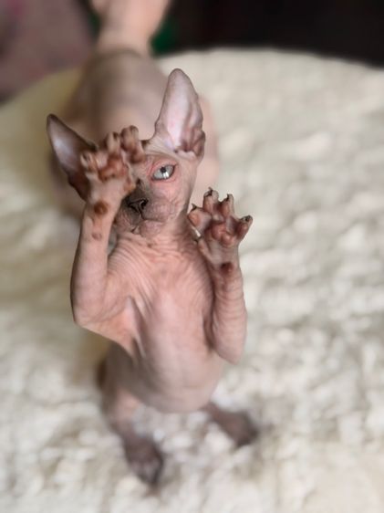 แมวสฟิงซ์  รูปที่ 5