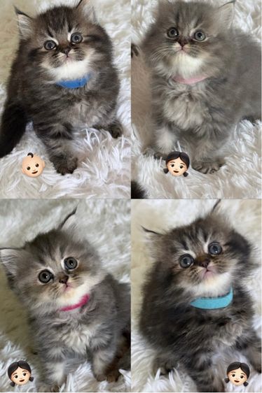 เปอร์เซีย (Persian) แมว สก็อตติชผสมเปอร์เซีย