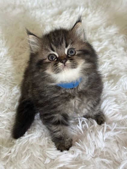 แมว สก็อตติชผสมเปอร์เซีย รูปที่ 7