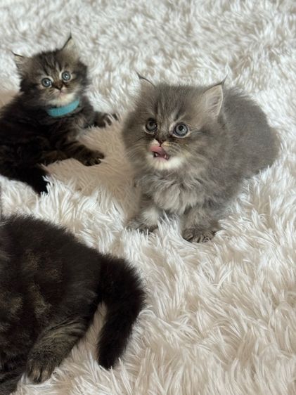 แมว สก็อตติชผสมเปอร์เซีย รูปที่ 8